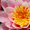 Water lilies