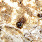 Cave Spitting Spider ?