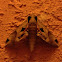 Achemon Sphinx