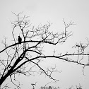 Red Tailed Hawk