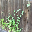 Coral Vine