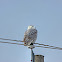 Snowy Owl