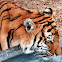 Bengal Tiger