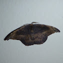 Moth
