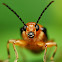 Leaf Beetle