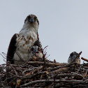 Osprey