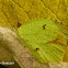 Eurema butterfly