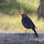 (Female) Brewer's Blackbird