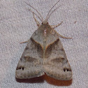 Forage Looper