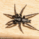 Parson spider