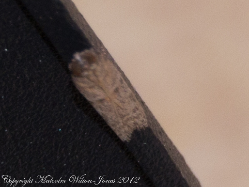 Spotting Image 1