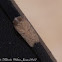 Moth