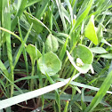 Miner's Lettuce