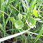 Miner's Lettuce