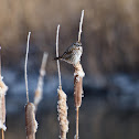 Song Sparrow