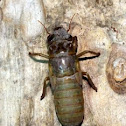 Cicada