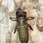 Cicada