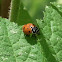 Convergent lady beetle