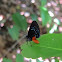 Atala Butterfly