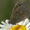 Common Ringlet