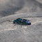 Cuckoo wasp