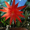 Easter cactus