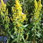 Goldenrod