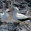 Nazca Booby