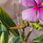 Broad Scarlet or Scarlet Darter