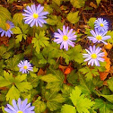 Anemone (flower)