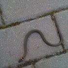 Grass Snake