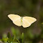 Cloudless Sulphur