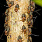 Barklice Nymphs