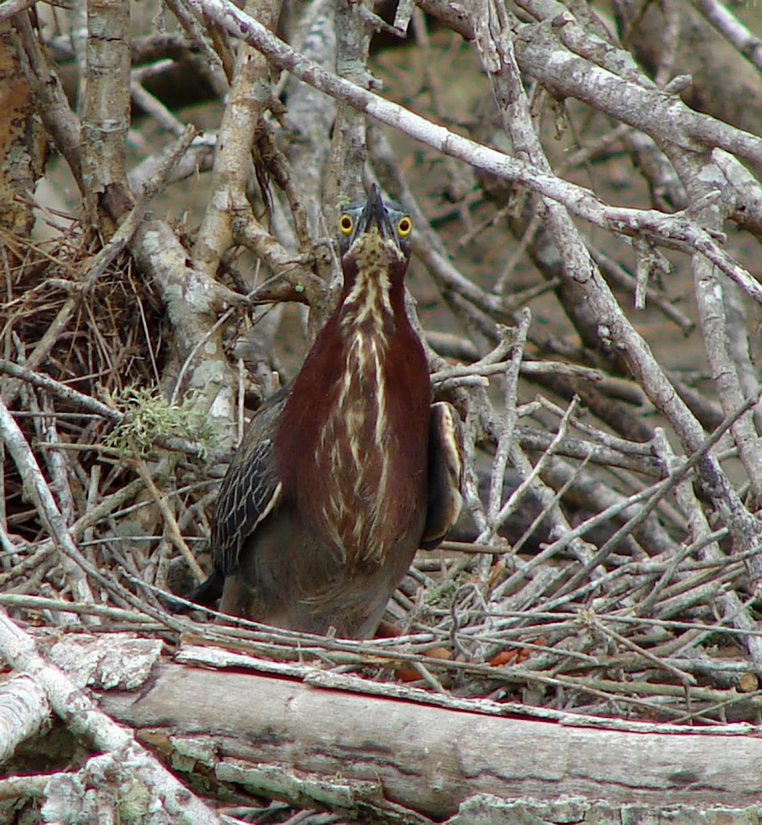 Green Heron