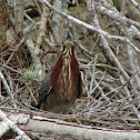 Green Heron