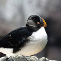 Atlantic Puffin