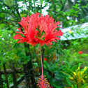 Red Japanese Lantern