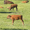 American Bison (Buffalo)