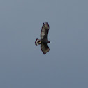 Zone-tailed Hawk