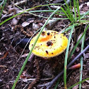 Fly Agaric