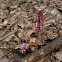 Common Toothwort / Обикновена горска майка