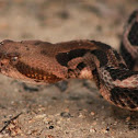 Canebrake Rattlesnake