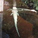 American Alligator