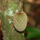 Magnolia pod