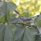 Blue-gray Gnatcatcher
