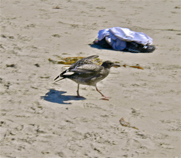 Juvenile American Herring Gull Project Noah