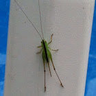 Katydid, straight lanced meadow female