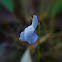 Bladderwort