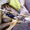 Ant