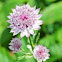Great Masterwort